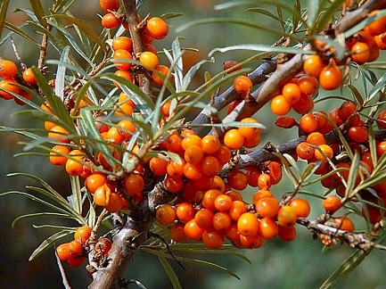 GK ROKITNIK POSPOLITY HIPPOPHAE RHAMNOIDES