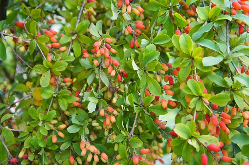 GK BERBERYS VULGARIS ZIELONY