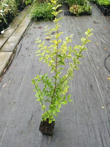 C2 LIGUSTR ZIMOZIELONY AUREUM 40-60 CM.