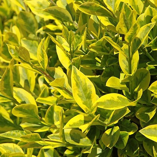 C2 LIGUSTR ZIMOZIELONY AUREUM 40-60 CM.