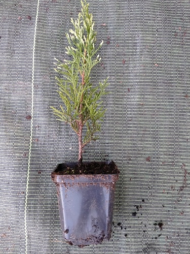 P9 THUJA TUJA SZMARAGD LIGHT 10-20 CM.