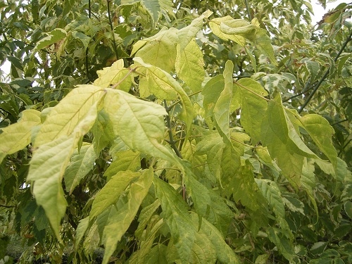 GK KLON JESIONOLISTNY ACER NEGUNDO