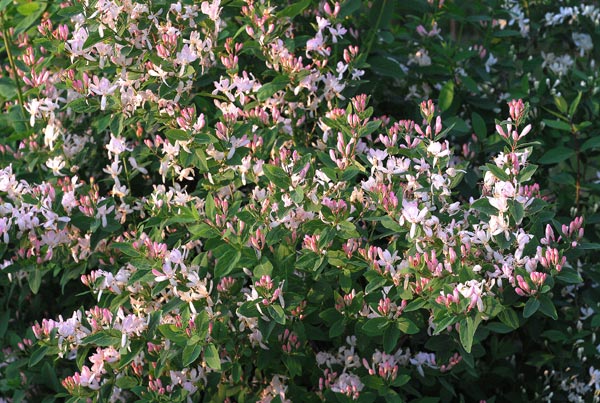 P11 HURT 25 SZTUK WICIOKRZEW SUCHODRZEW TATARSKI