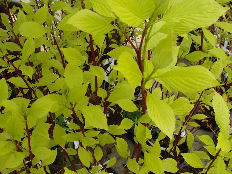 GK DEREŃ BIAŁY CORNUS ALBA AUREA 50-80 CM.