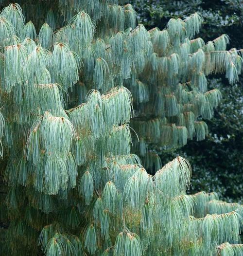 P9 SOSNA ARMANDA PINUS ARMANDII