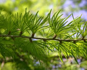 GK MODRZEW JAPOŃSKI LARIX KAEMPFERI