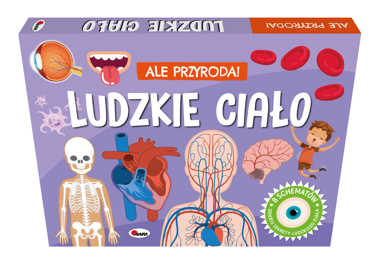 Zdjęcie produktu Ludzkie Ciało - Ale Przyroda Książeczka 3D z okienkami