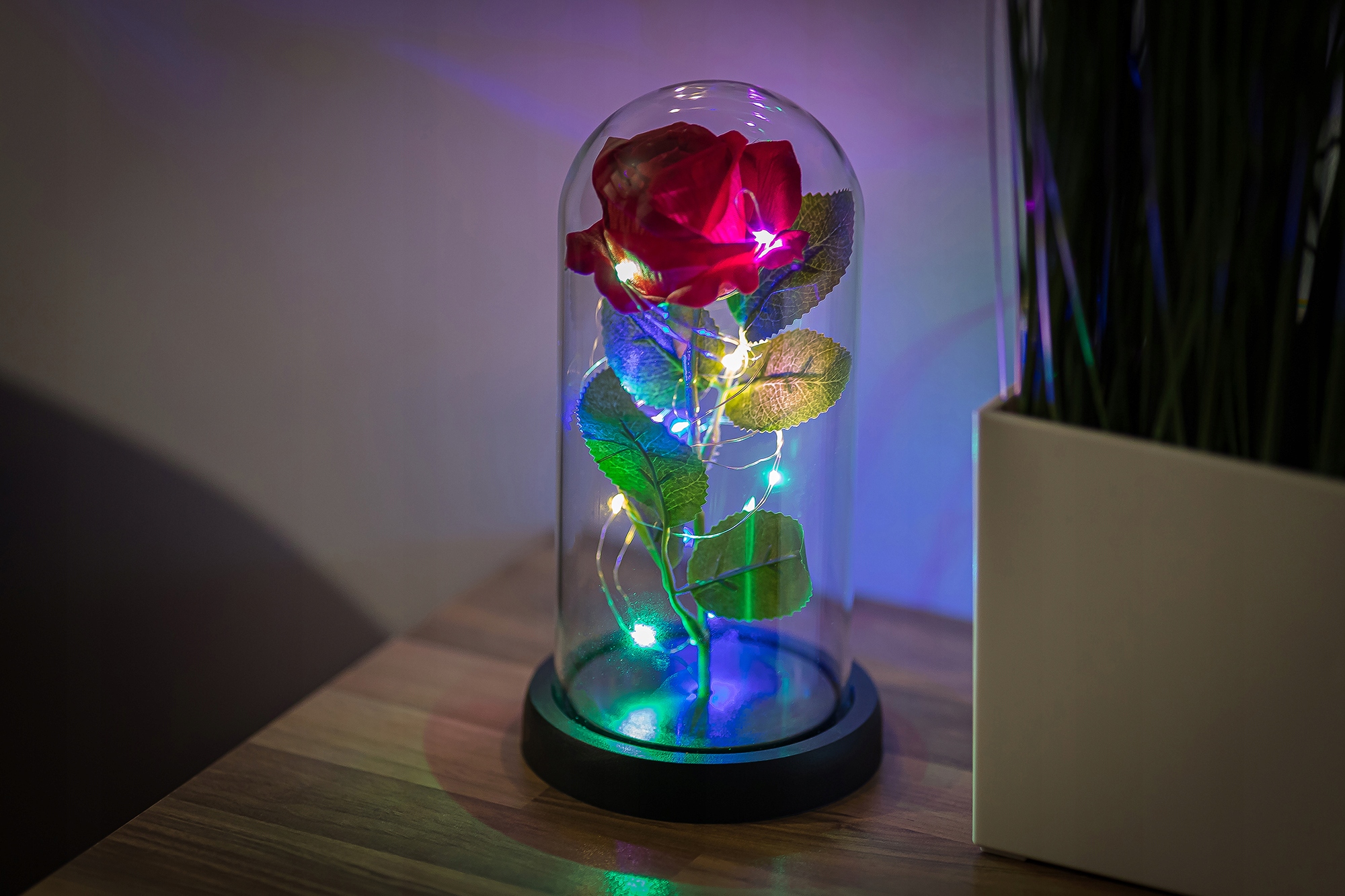 WIECZNA RÓŻA NEW MODEL: NR:8656