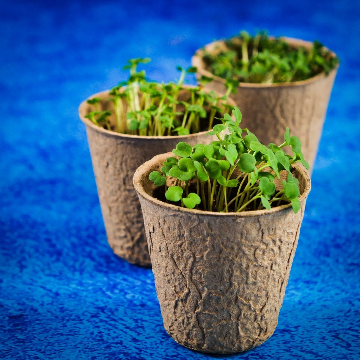 LISCIANI I'M GENIUS NAUKA W DOMU BOTANIKA 1368