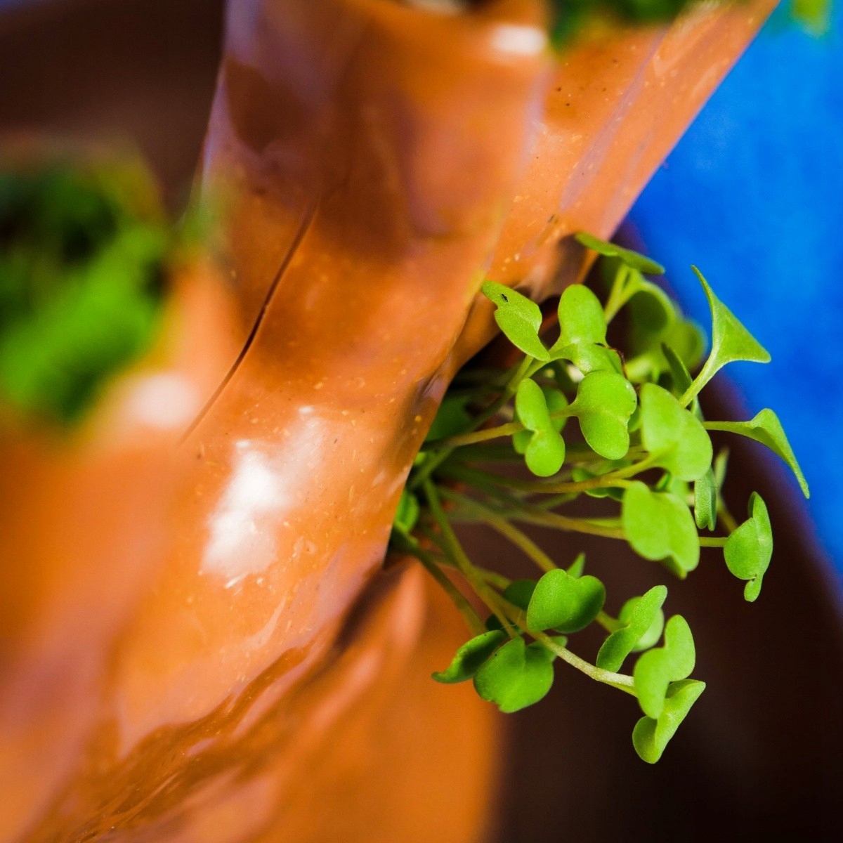 LISCIANI I'M GENIUS NAUKA W DOMU BOTANIKA 1368