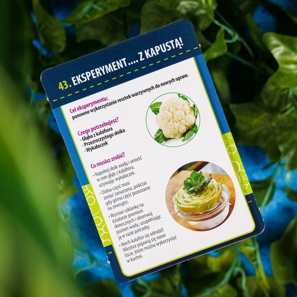 LISCIANI I'M GENIUS NAUKA W DOMU BOTANIKA 1368