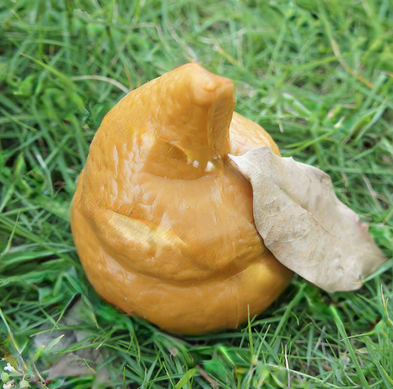 GNIOTEK ANTYSTRESOWY KUPA DO ŚCISKANIA SQUISHY