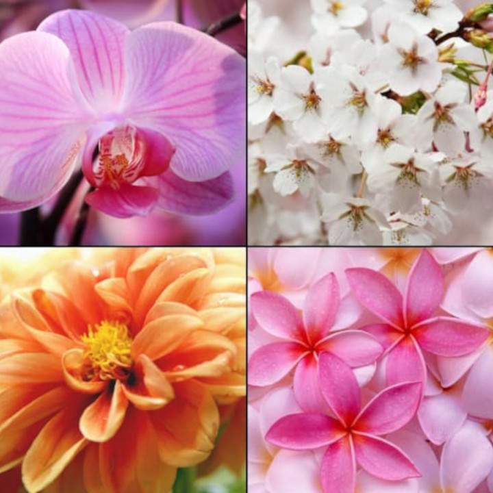 żel pod prysznic tesori d'oriente orchidea 250ml