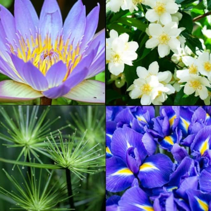 krem do ciała tesori aegyptus 300ml