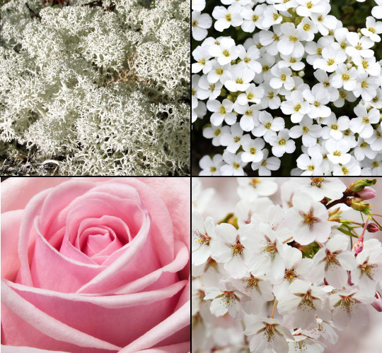 krem do ciała tesori d'oriente białe piżmo 300 ml