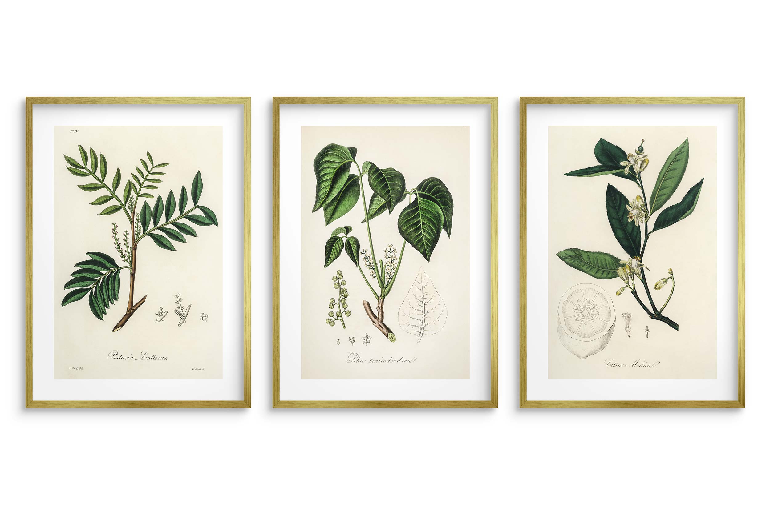 Poster Vintage Con Cactus E Piante Grasse Ornamentali - Lussuosa Decorazione Murale Botanica Del