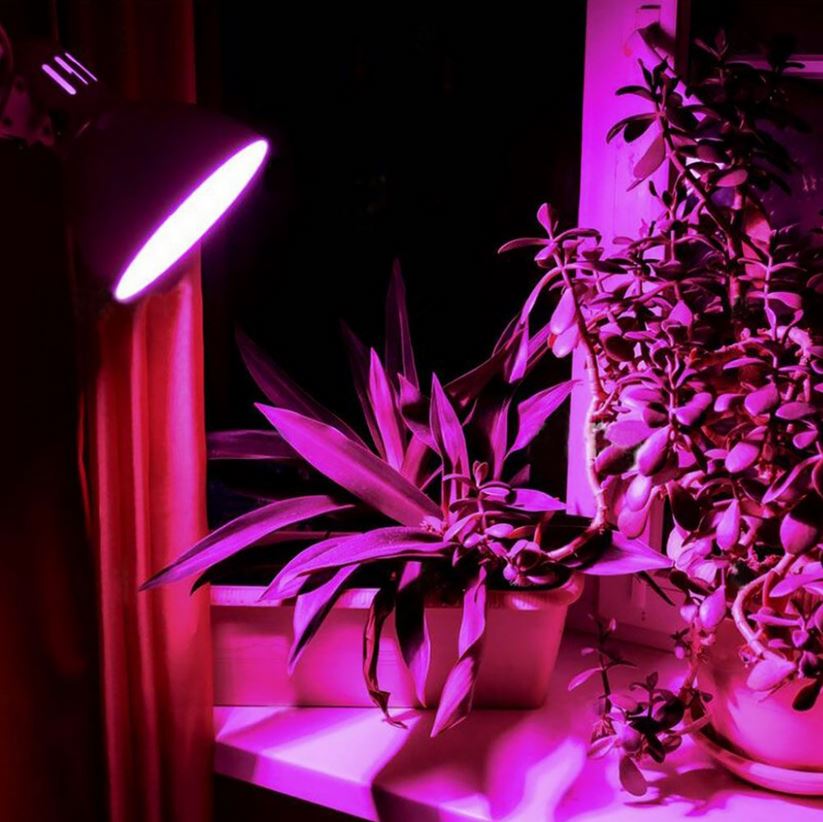 Żarówka do uprawy wzorstu roślin FILA LED 8W E27 VIDEX