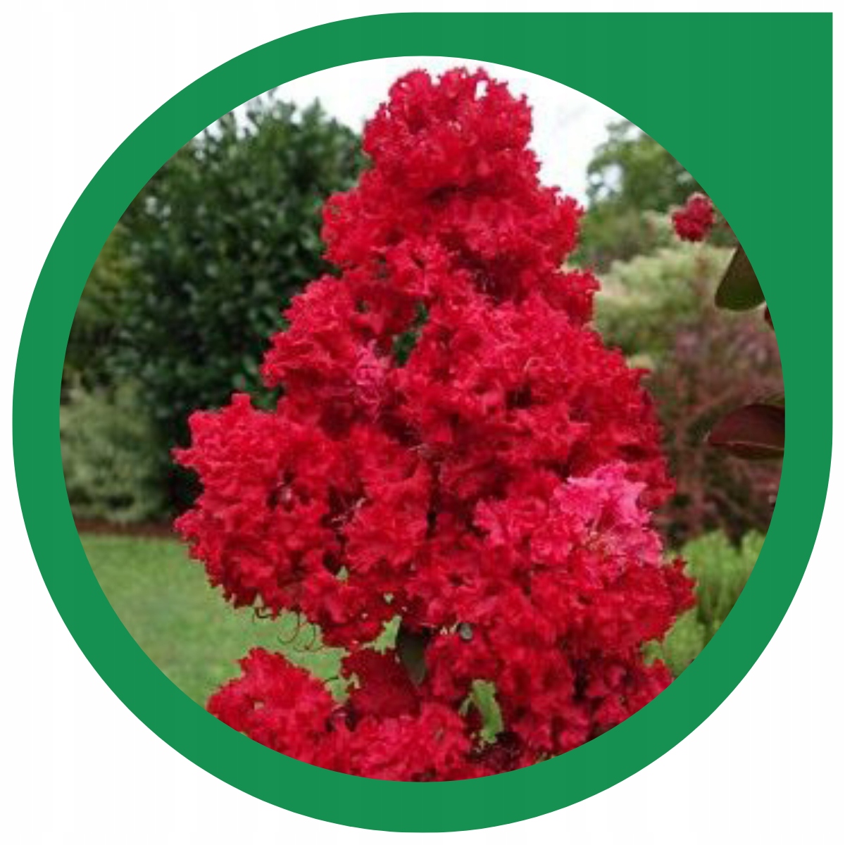 Pokrój krzewu Lagerstroemii