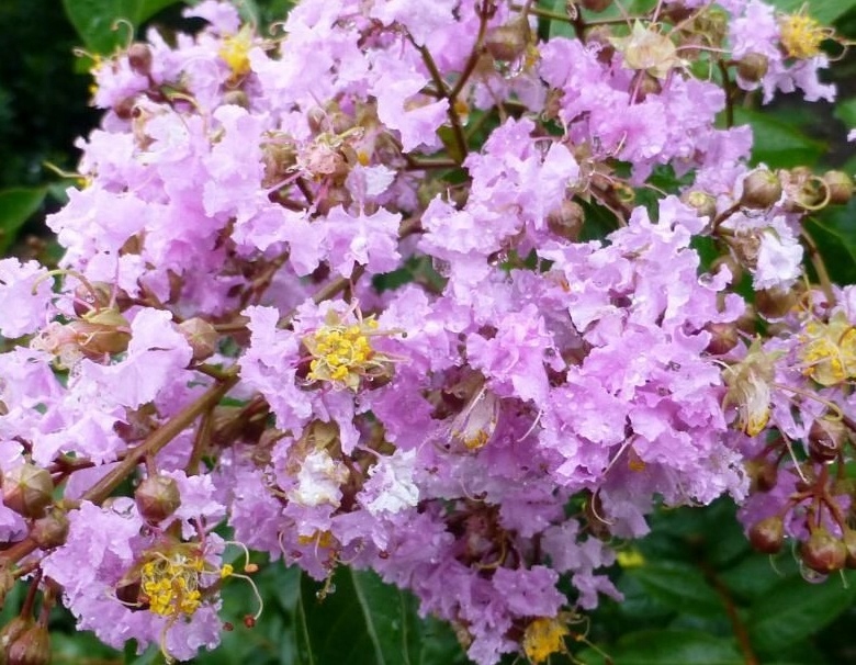 Kwiaty Strisciante Viola