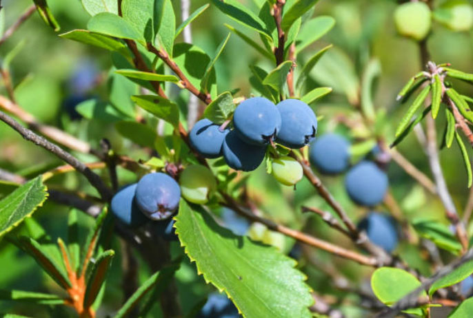 Borówka Bluecrop sadzonka