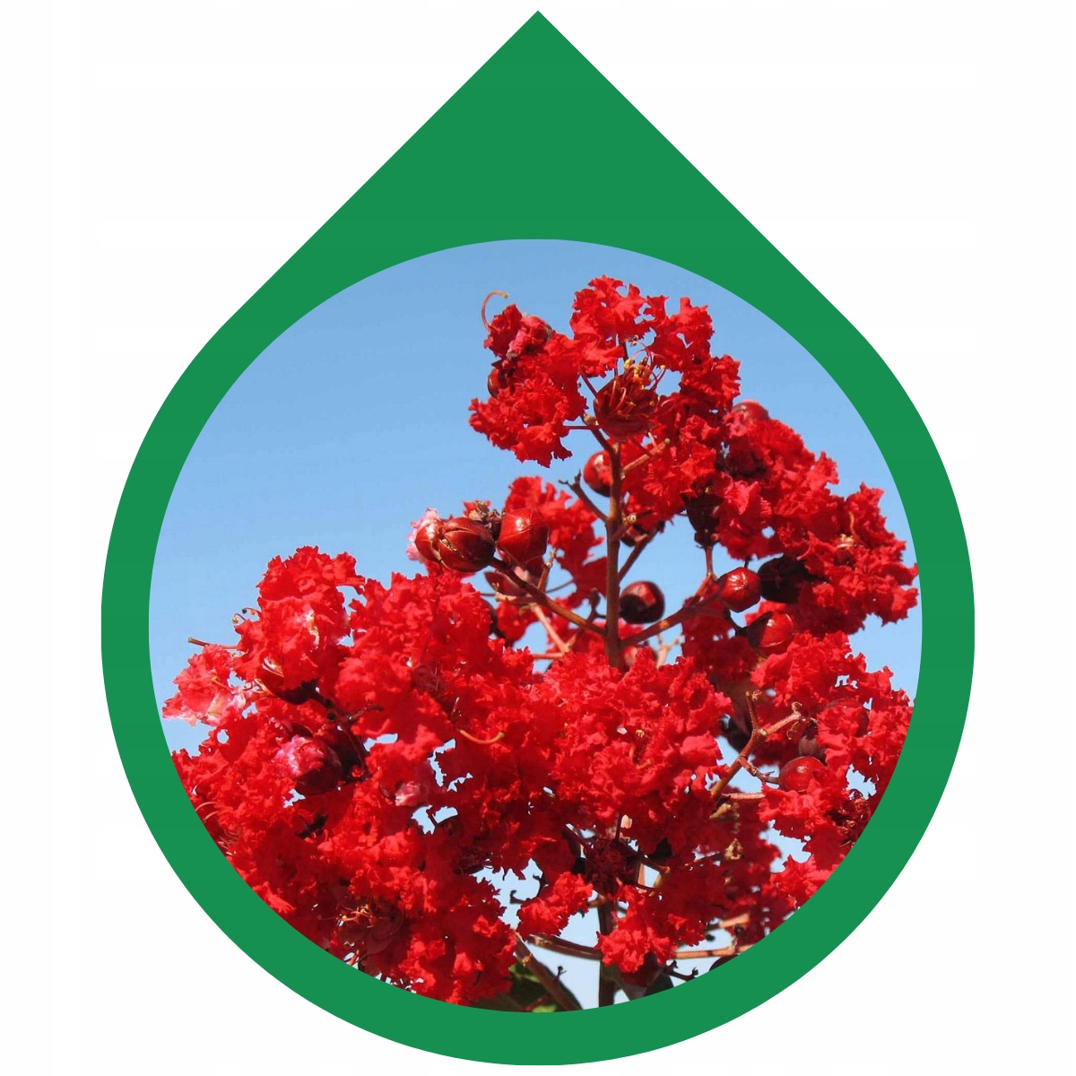 Kwiaty Lagerstroemii zbliżenie