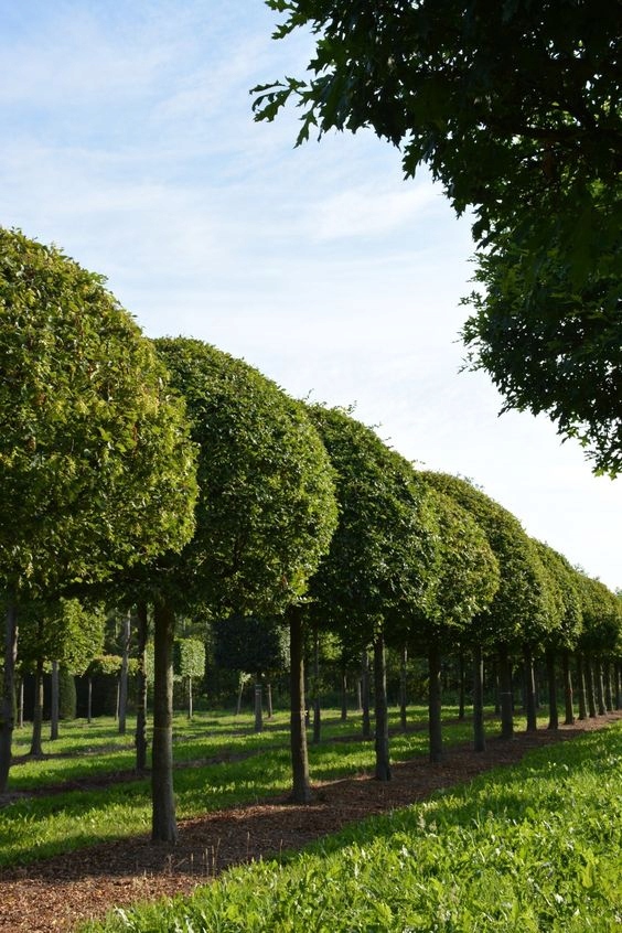 System korzeniowy graba