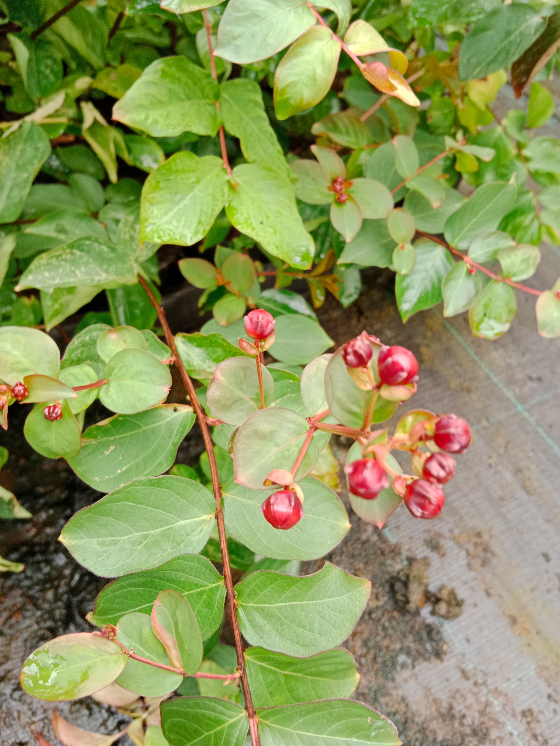 Realna sadzonka Lagerstroemii