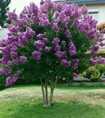 Lagerstroemia Strisciante Viola fioletowa