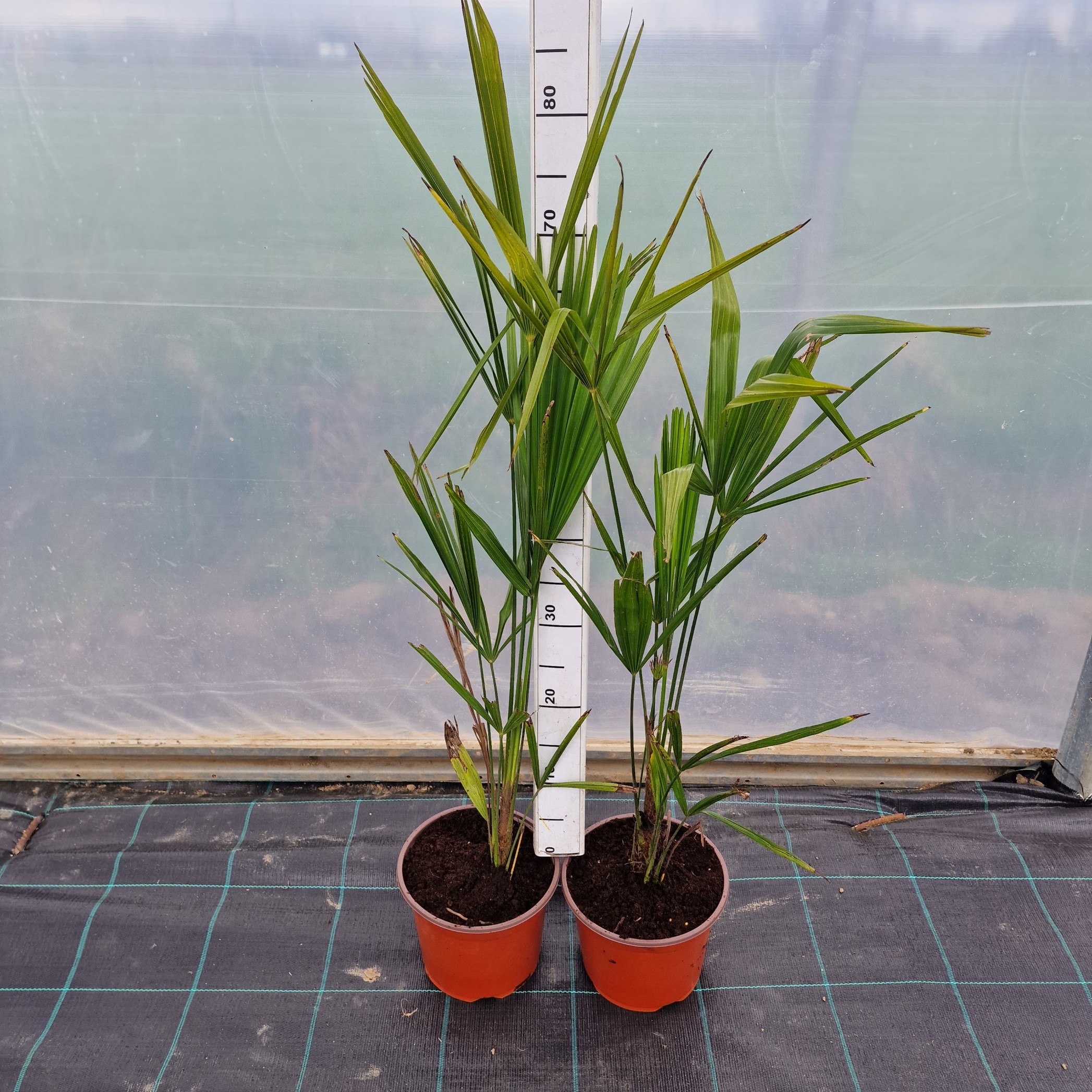 Mrozoodporna palma Trachycarpus fortunei Szorstkowiec Fortunego