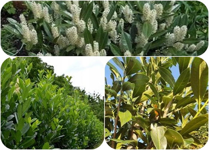 Laurowiśnia Caucasica sadzonka