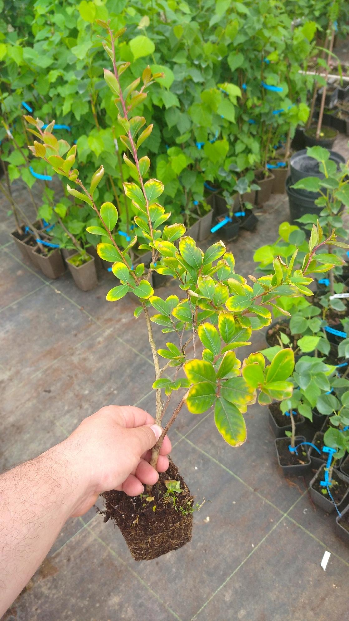 Lagerstroemia kwiaty zbliżenie