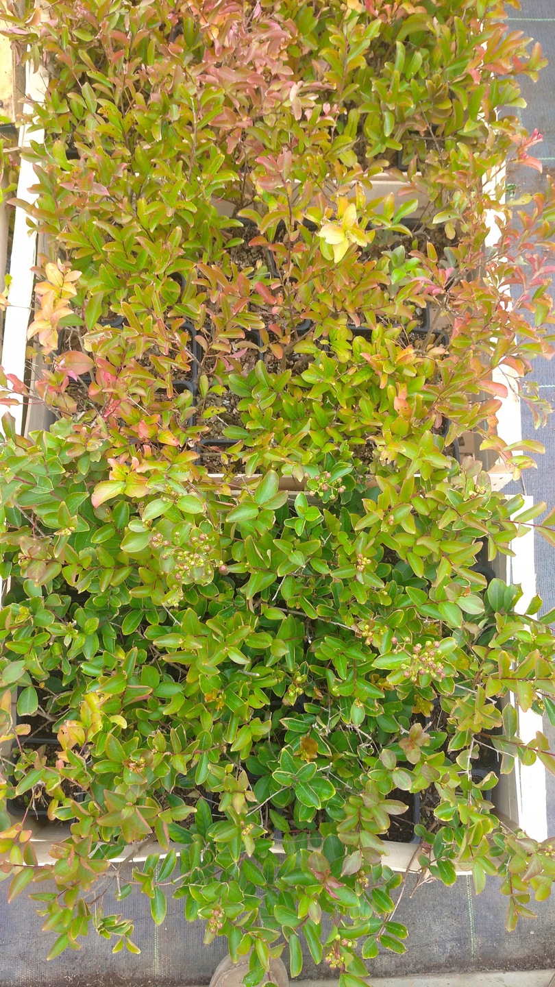 Lagerstroemia uprawa w donicy