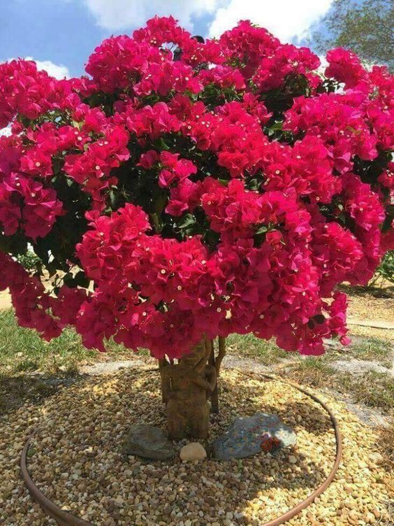 Lagerstroemia różowa zbliżenie