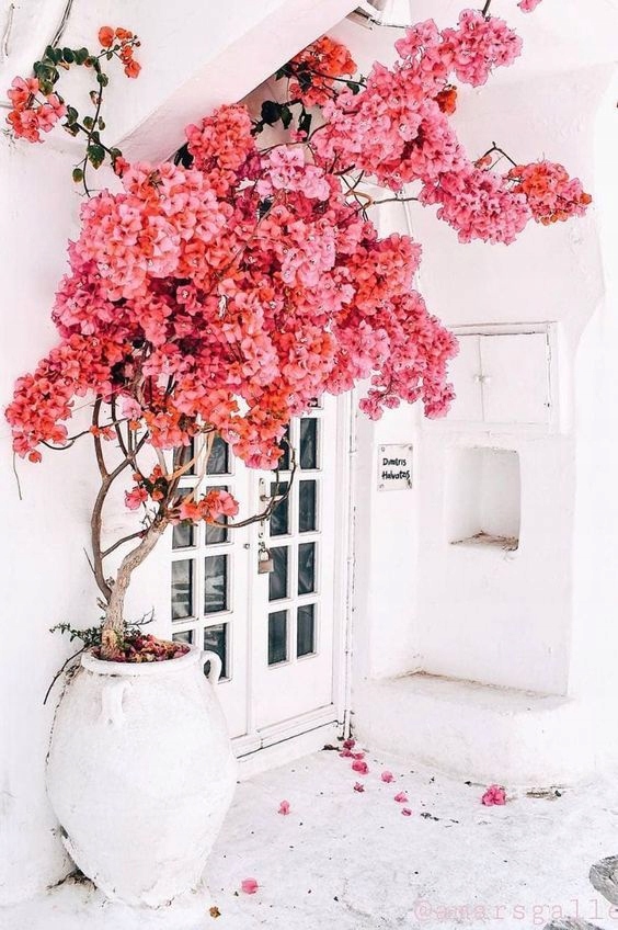 Lagerstroemia różowa kwiaty