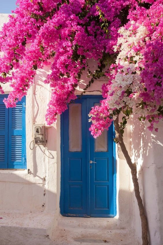 Lagerstroemia różowa drzewko