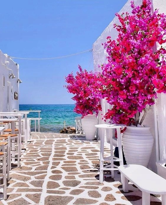 Realne zdjęcie sadzonki różowej