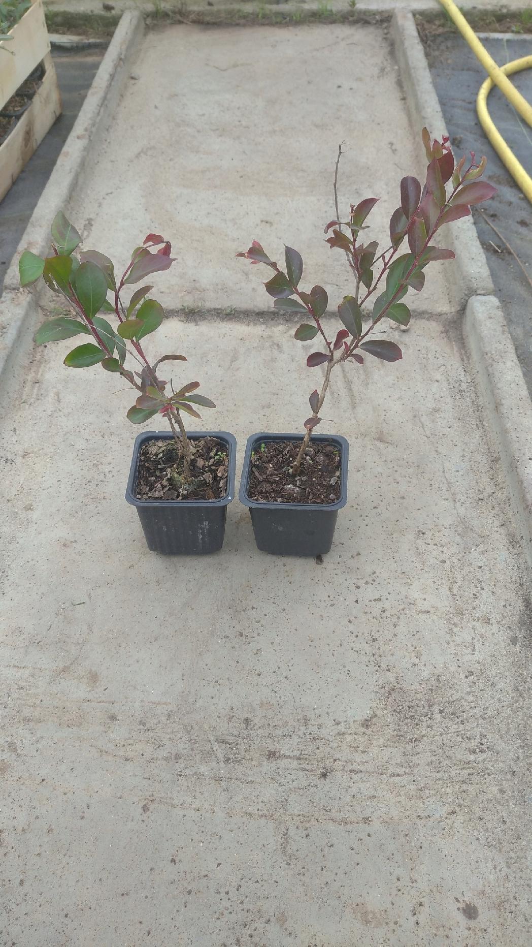 Lagerstroemia pielęgnacja