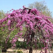 Judaszowiec kwiaty zbliżenie