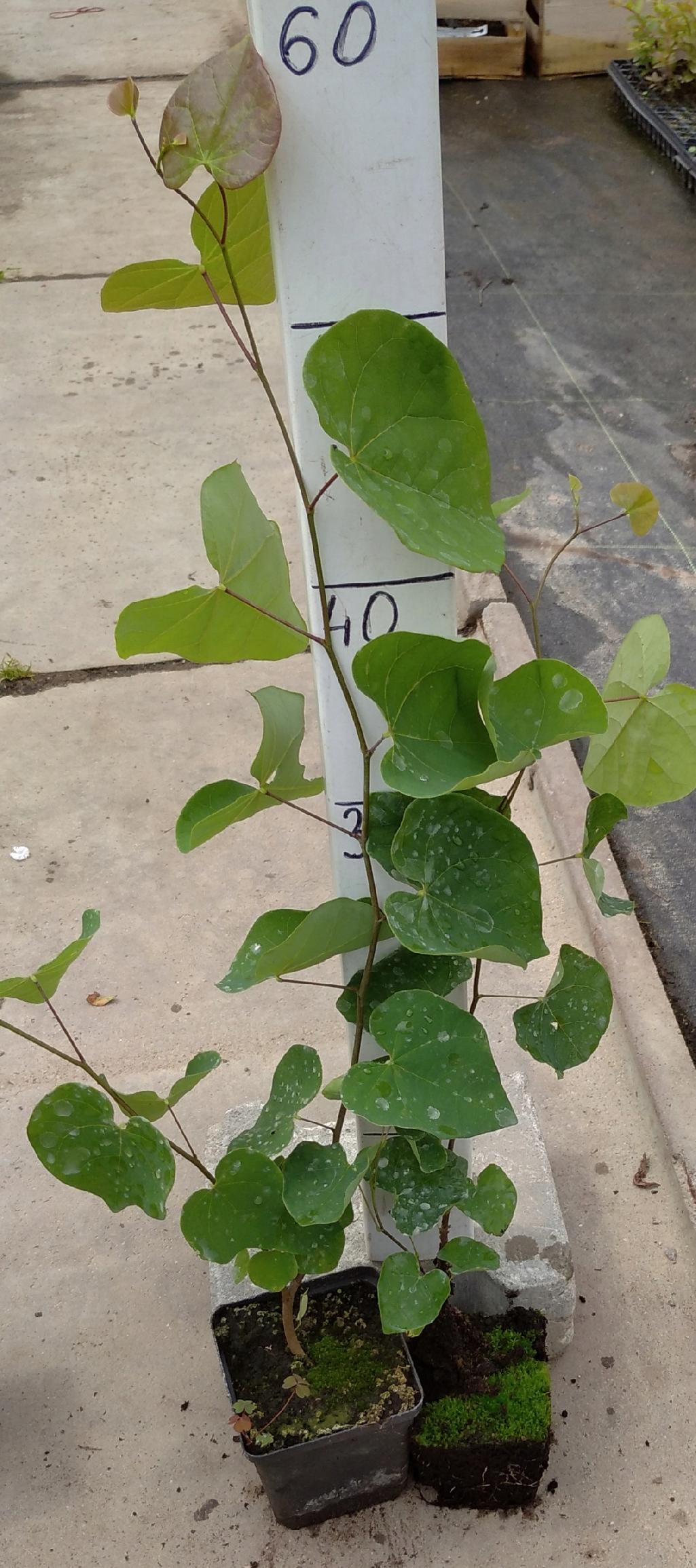 System korzeniowy judaszowca