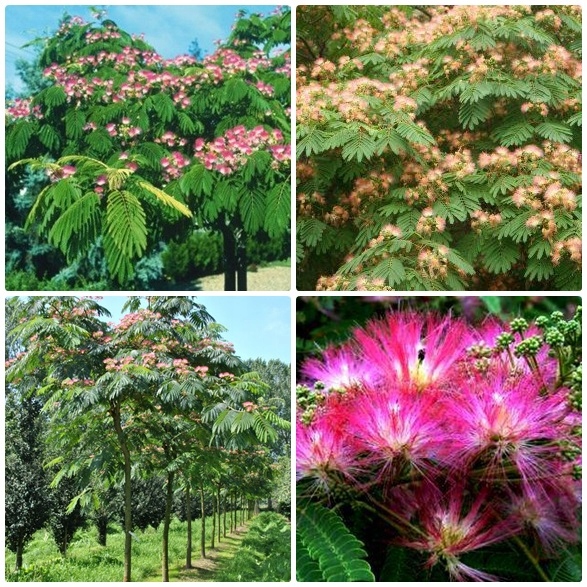 Albicja liście i pokrój