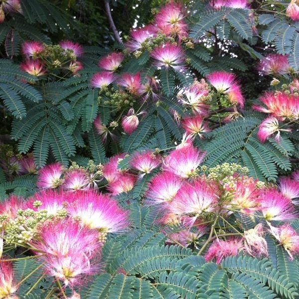 Albicja jedwabista kwiaty