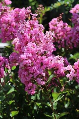Lagerstroemia Petite Pink pokrój