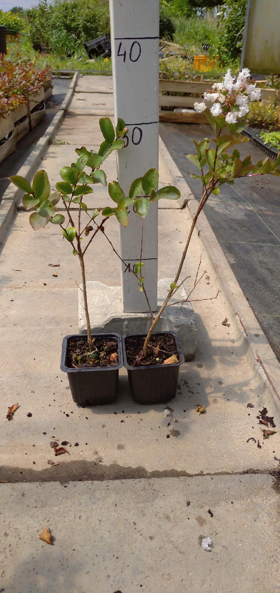 Realne zdjęcie sadzonki Nivea