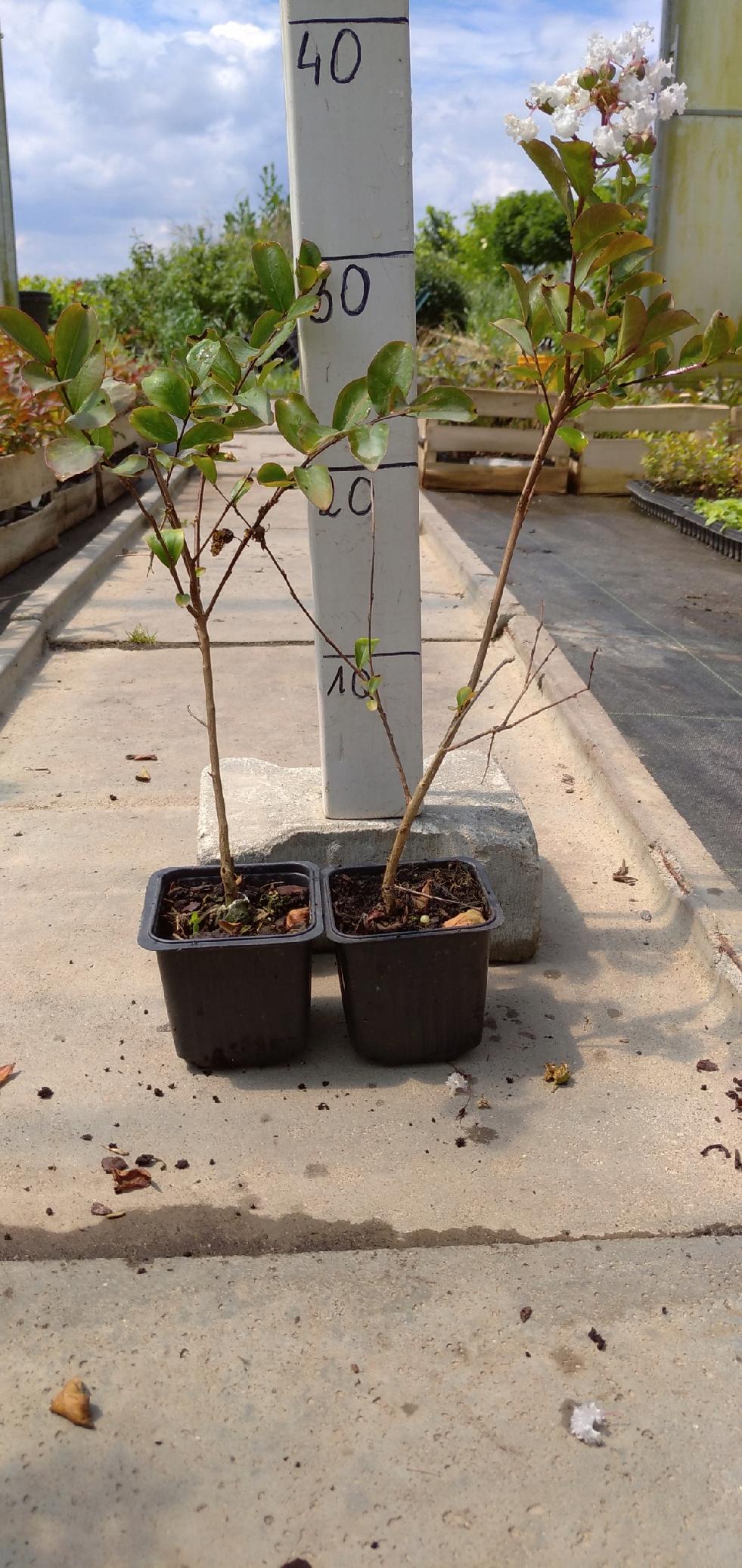 Sadzonka Lagerstroemia biała