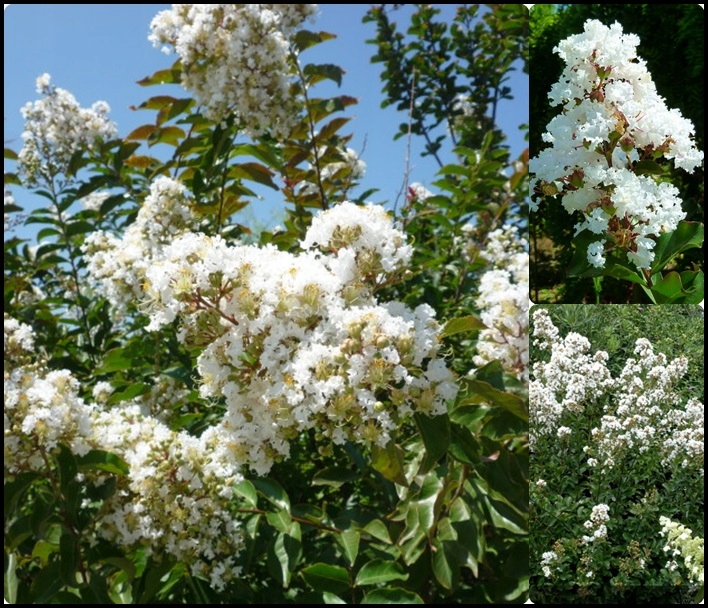 Lagerstroemia Nivea kwiaty