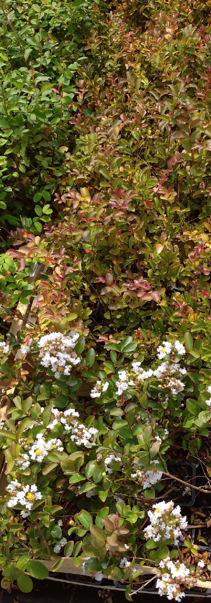 Lagerstroemia Nivea w szkółce