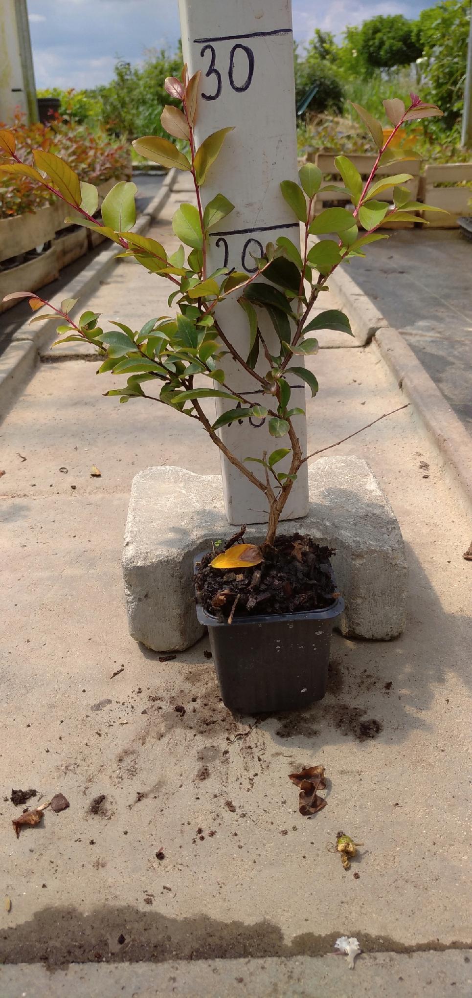 Lagerstroemia Petite Red w doniczce