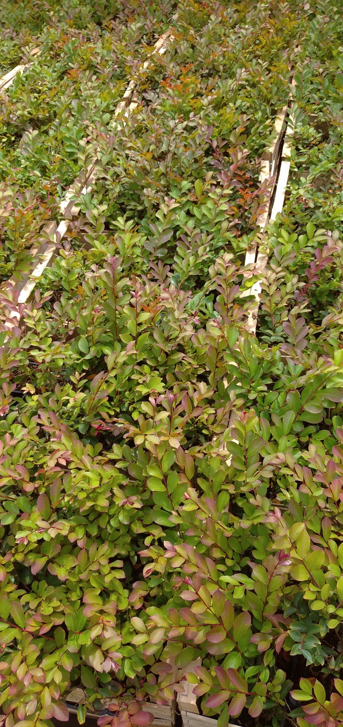 Sadzonka Lagerstroemia czerwona