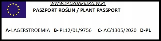 Lagerstroemia Petite Red kwiaty