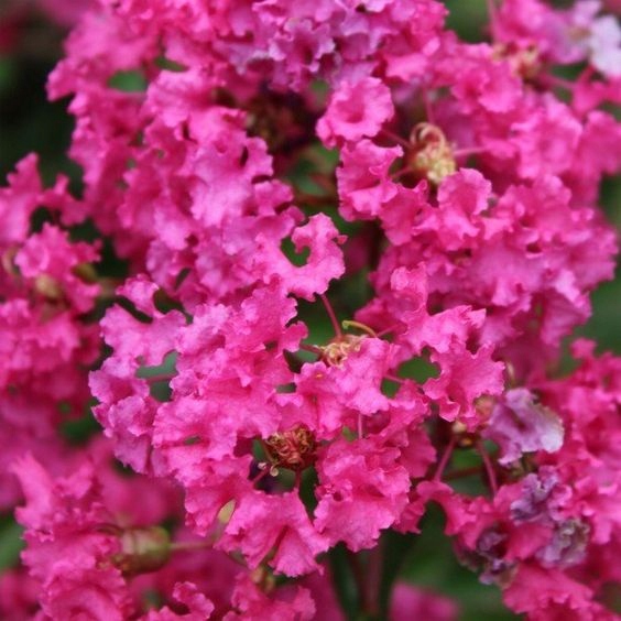 Lagerstroemia kwitnienie zbliżenie